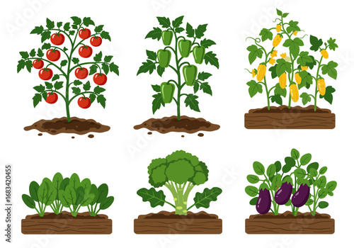 Six vegetable plants tomato bell pepper zucchini spinach broccoli eggplant sprouting from soil