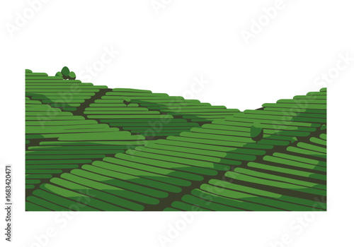 Tea plantation with patterned green foliage on rolling hills