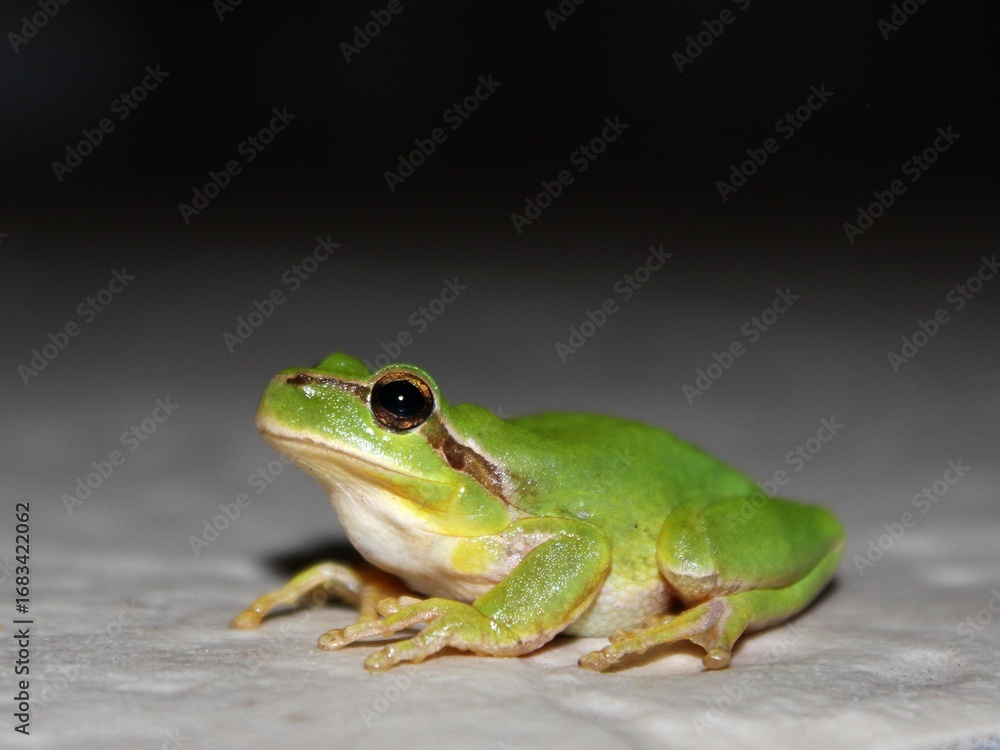 Obraz premium European tree frog Hyla arborea, Southern France