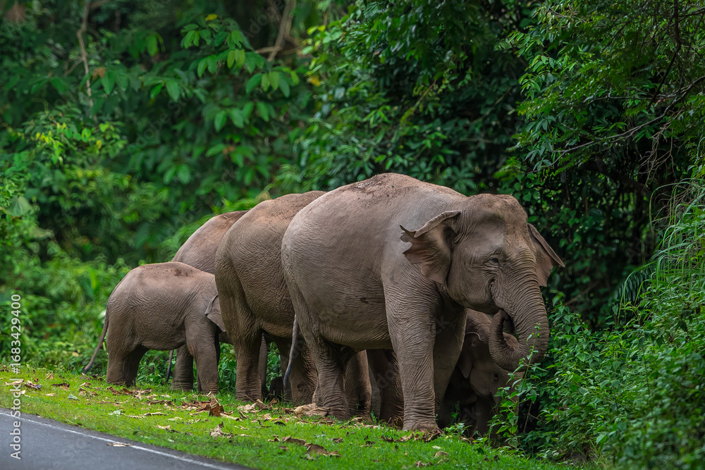 Naklejka premium Its body is gray, its snout is called the trunk. The trunk of the Asian elephant has only one beak. Nakhon Ratchasima, Thailand. 
