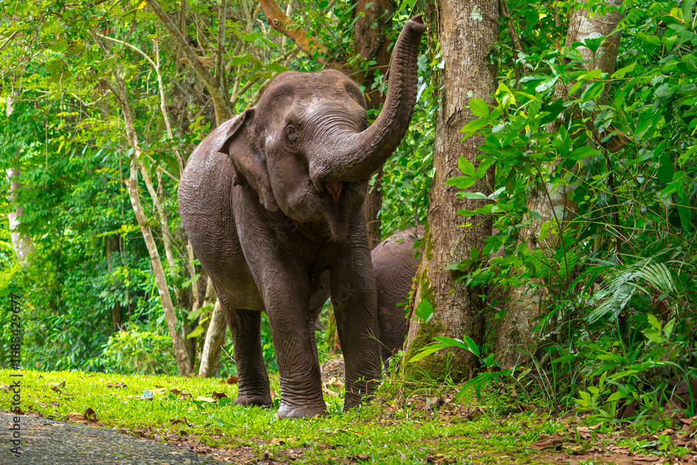 Fototapeta premium Its body is gray, its snout is called the trunk. The trunk of the Asian elephant has only one beak. Nakhon Ratchasima, Thailand. 