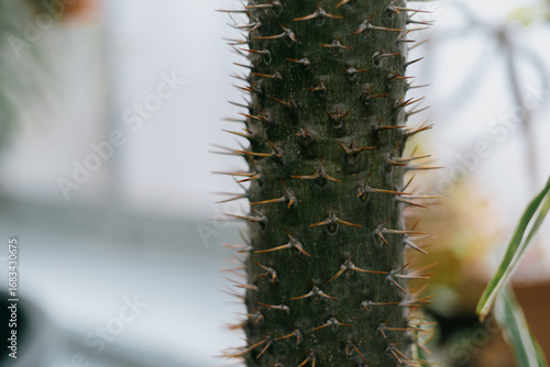 Close-up of cactus spines at a botanical garden.