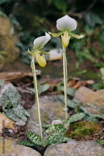Two pairs of Paphiopedilum orchids seen at a botanical garden in Slovakia.