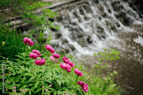 Clusters of purple flowers blooming on a stone wall with a waterfall flowing nearby.