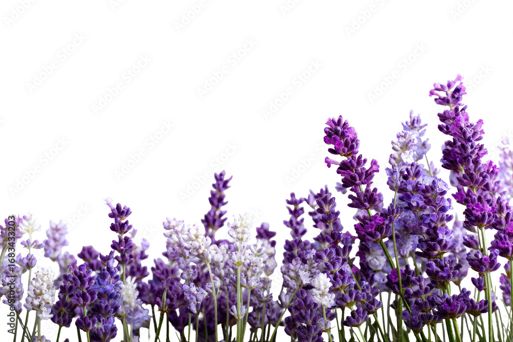 Obraz premium Close-up of lavender blossoms