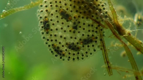Wallpaper Mural Close-up Video of Frog Eggs Clustered in Clear Water with Aquatic Plants Torontodigital.ca