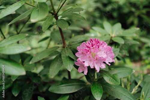 Light pink azalea flowers.