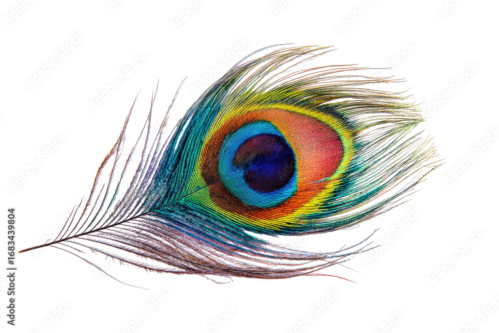 Obraz premium Vibrant peacock feather close-up