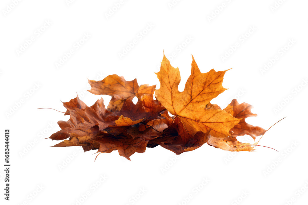 Obraz premium Autumn leaves cluster close-up