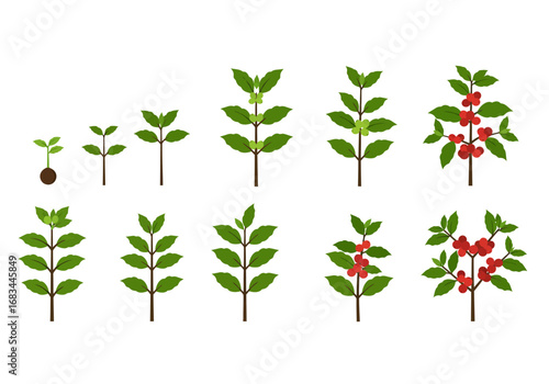 Coffee plant growth stages sapling leaves and berry development in ten stages