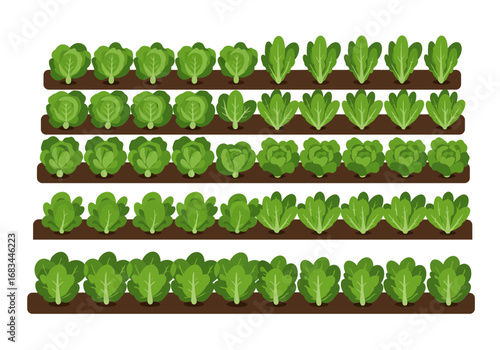 Rows of green leafy crops some cabbagelike in a farm or garden setting