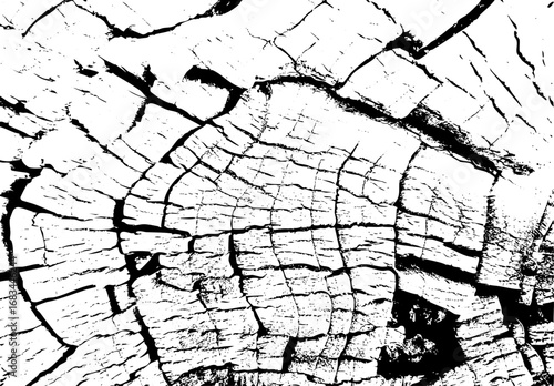 Cracked vintage tree stump surface showing natural texture and annual wood rings. Close up tree stump cracks