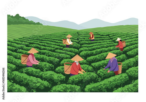 Tea pickers work a lush green hillside farm under hazy mountains