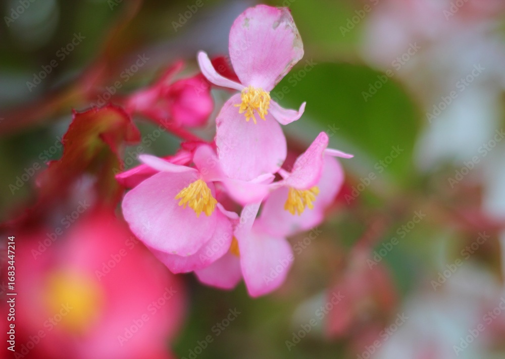Fototapeta premium Begonia flowers beautiful nature photo