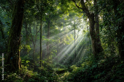 Sunlight streams through lush rainforest canopy
