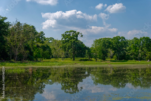 The Banks of the narrow Creekfield Lake at Brazos Bend State Park  with Live Oak Trees in the background on a sunny afternoon in April.