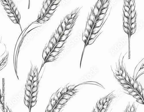 Wheat ears sketch hand drawn engraved style vector illustration