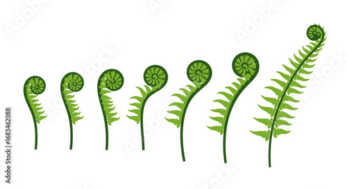 Fern Frond Growth and Development Stages
