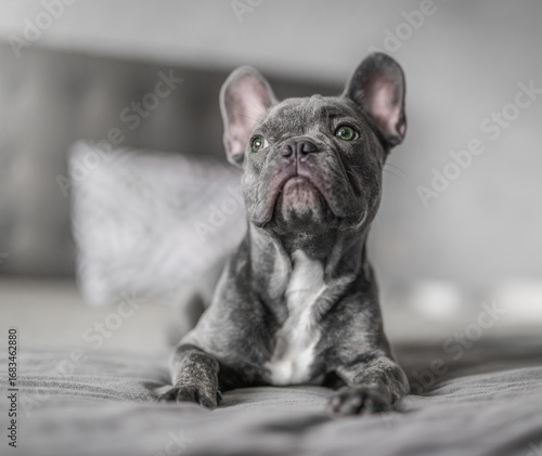 Adorable French bulldog resting on a cozy bed in a modern bedroom, looking away with a calm and stylish expression.