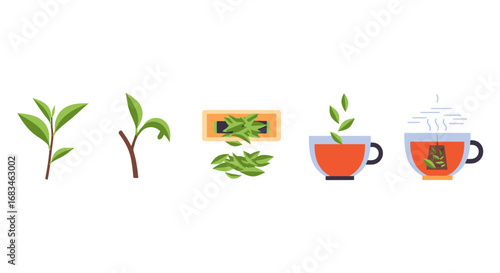 Tea brewing process: From fresh leaves to a steaming cup of delicious herbal tea