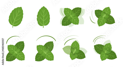 Fresh mint leaves and sprigs perfect for culinary creations, refreshing drinks, and natural beauty.