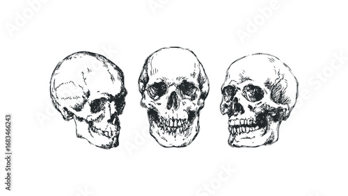 Hand Drawn Skulls Arrangement File on White Background. Vector hand drawn illustration