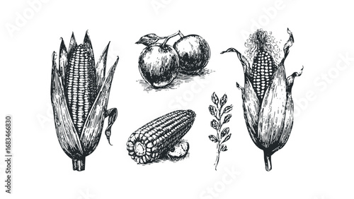 Hand-drawn organic produce variety including corn and apples. Vector hand drawn illustration
