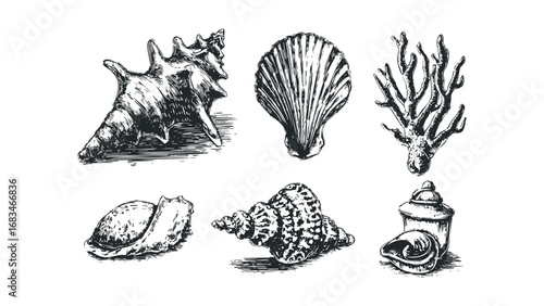 Collection of six detailed hand-drawn sketch style seashells and coral for design. Vector hand drawn illustration