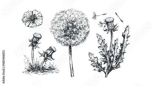 Black ink sketch of dandelion seed head flying and foliage on white. Vector hand drawn illustration