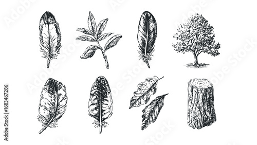 Collection of hand-drawn natural elements including feathers, leaves, tree, and stump. Vector hand drawn illustration