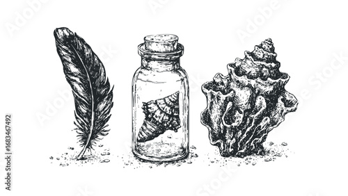 Sketch of a feather, seashell in a bottle, and large seashell on transparent background. Vector hand drawn illustration