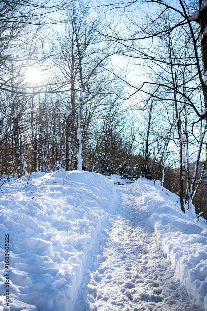 Fototapeta premium Forest pathway covered with snow, illuminated by bright winter sunlight