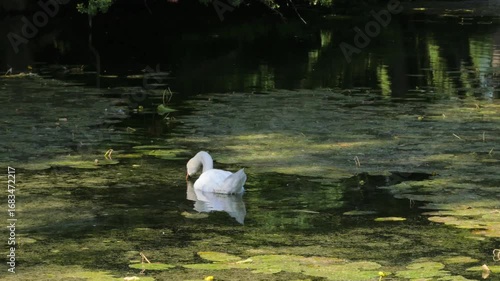 Swan in a pond at Schloss Paffendorf during a summer season in Bergheim, Germany