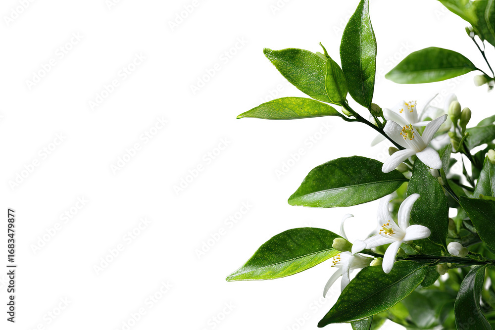 Fototapeta premium Close-up of citrus blossoms and leaves