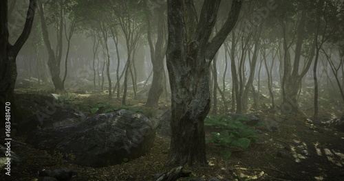Photography A dense forest is shrouded in fog during the early morning