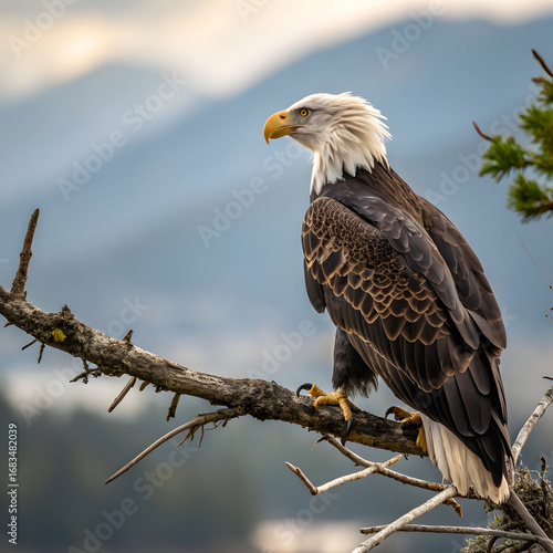 Wallpaper Mural Beautiful hawk in nature Torontodigital.ca