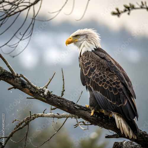 Wallpaper Mural Beautiful hawk in nature Torontodigital.ca