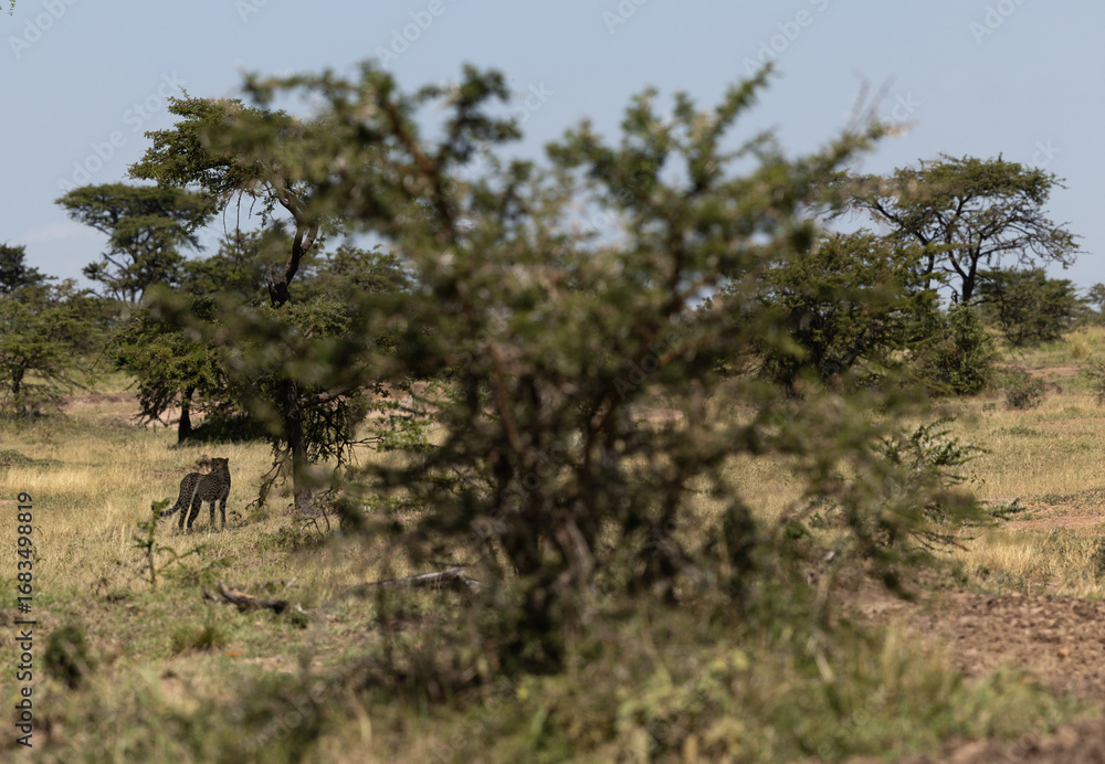 Naklejka premium A cheetah observing the surounding in the wooded forest of Masai Mara, Kenya