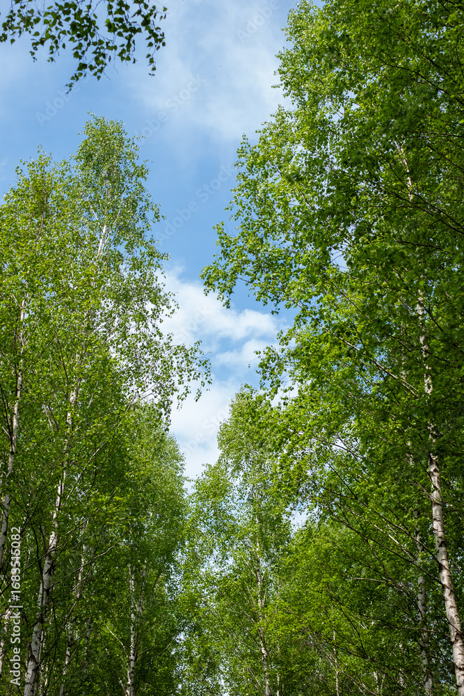 Fototapeta premium Birch trees with vibrant green leaves stretch towards a bright blue sky, creating a serene atmosphere on a sunny day in nature, perfect for relaxation and inspiration