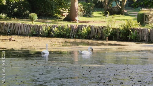 Swans in a pond at Schloss Paffendorf during a summer season in Bergheim, Germany