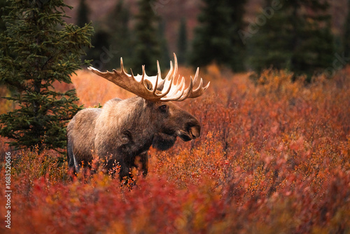 Photos Bull Moose in Denali Nationalpark