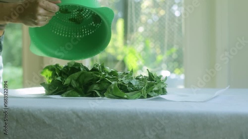 Close-up of hands transferring fresh herbs from a perforated drying plate onto a paper towel for drying