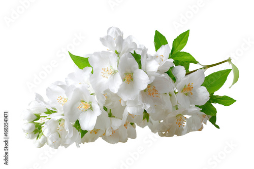 Close-up of a cluster of white blossoms