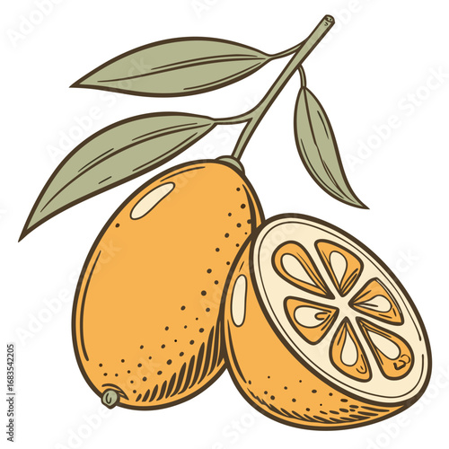 Vibrant Kumquats A Detailed Illustration of Freshly Cut Citrus Fruit with Green Leaves