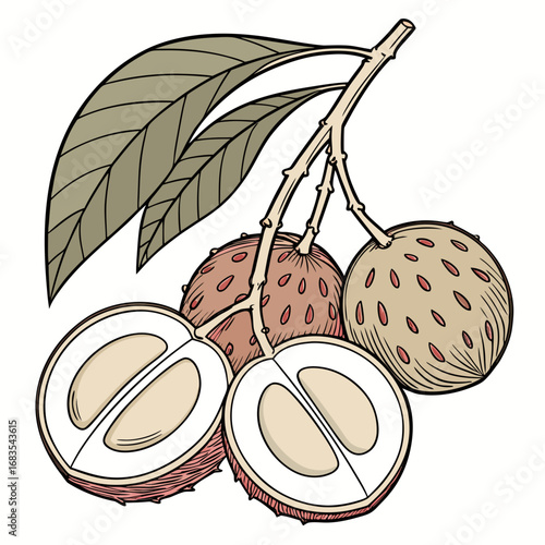 Lychee Fruit Detailed Illustration of Peeled and Whole Langsat on a Solid Background