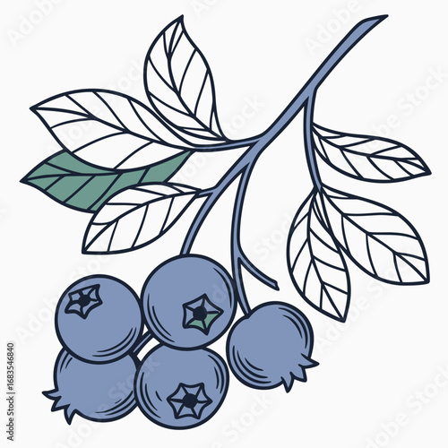 Hand-drawn illustration of a fresh blueberry cluster on a branch with leaves. Neat and bright vector graphic of ripe berries on a solid white background