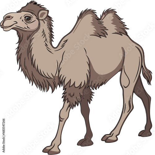 Majestic Bactrian Camel A Symbol of Desert Resilience