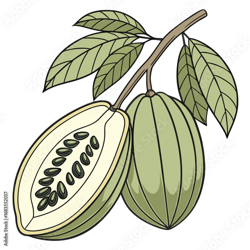 A vibrant illustration of a cocoa pod and its cross-section, displayed naturally on a branch with fresh green leaves