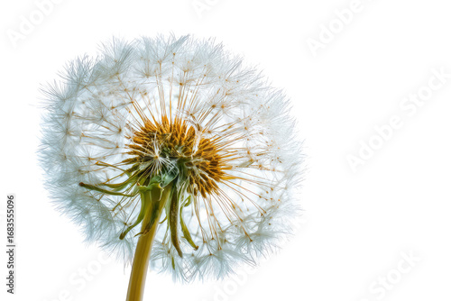 Wallpaper Mural Close-up of a dandelion seed head (16) Torontodigital.ca