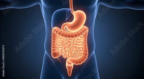 Wallpaper Mural Human Digestive System, 3D Rendering of Stomach and Intestines Anatomy Torontodigital.ca